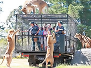 دنیا کا انوکھا چڑیا گھر جہاں شیر آزاد اور انسان پنجرے میں