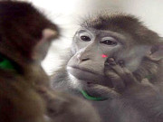 بندر شرارتی ضرور ہوتا ہے مگر بے وقوف نہیں