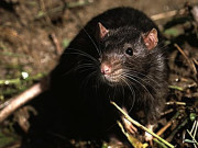 جنوبی جارجیا سے چوہوں کے خاتمے کے لیے مشن روانہ