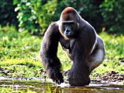 ایبولا وائرس انسانوں سے زیادہ جانوروں کے لیے تباہ کُن  