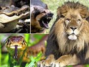 گھر میں پلے ہیں شیر مگرمچھ سانپ اور اژدہے