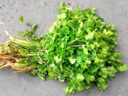 دھنیے کا تیل جو مہلک جرثوموں کے خلاف دوا کی شکل میں استعمال ہوگا  