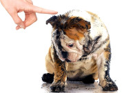 ’’رات میں مت بھونکو‘‘ عدالت کا کتّے کو حکم