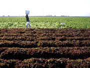 کھاد کے عالمی استعمال میں سالانہ 18 فیصد اضافے کی توقع  