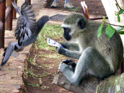 حضرت انساں اک تم ہی نہیں تنہا۔۔۔۔ جانور بھی سیکھتے ہیں