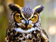 اُلّو دہشت کی علامت بن گیا