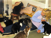 اولڈ ہوم اب بلّیوں کے لیے بھی