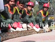 گجرات میں ریسکیو ٹیم نے 15 فٹ لمبا سانپ پکڑ لیا  