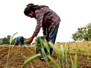 اجڑے ہوئے کھیت باغ ہیں ویران کیسے ہوگا سرسبزوشاداب پاکستان