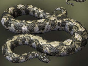 سندھ سے کروڑوں سال پرانے لمبے ترین اژدھے کی باقیات دریافت