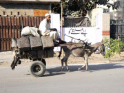 گدھا گاڑیاں آج بھی سیکڑوں افراد کے روزگار کا ذریعہ ہیں