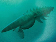 قدیم سمندروں کا سب سے بڑا لیکن ’پرامن‘  جانور دریافت