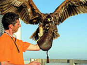 کیمرے کے ساتھ درشن نامی عقاب کی برج الخلیفہ سے پرواز