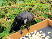 کوّے بنے دوست۔۔۔۔