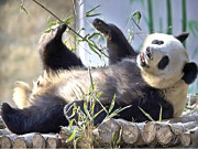 چین  میں پانڈے کے کاٹنے پر 80ہزار ڈالر ہرجانے کی ادائیگی