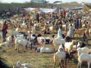 مویشی منڈی غیر متعلقہ افراد کی مداخلت سے بیوپاری پریشان