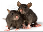 چوہے بھی فلمی ہیرو کی طرح اپنی ہیروئن کو متوجہ کرنے کیلئے گیت گاتے ہیں