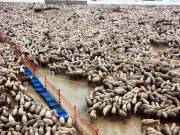 آسٹریلین بھیڑوں کا تنازع عدالت سے باہر طے کرنے کیلیے دباؤ 