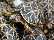 کچھووں کا تحفظ  سندھ میں قانون نافذ دوسرے صوبے کب جاگیں گے