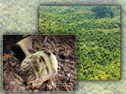 ماحولیاتی عجوبہ  ہنڈوراس کے جنگل میں گم شدہ شہر کی دریافت