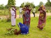 لڑکیوں کی پیدائش پر شجرکاری