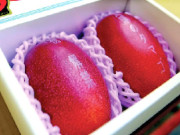 جاپان میں 2 آم  3 لاکھ ین میں فروخت