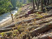 محکمہ جنگلات کی لاکھوں ایکڑ اراضی پر قبضے کی تحقیقات شروع