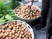 پاکستان نے یورپ کو فروٹ فلائی سے پاک چیکو کی برآمد شروع کردی