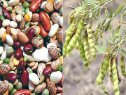 سائنس دانوں نے پروٹین سے بھرپور پَھلیاں تیار کرلیں