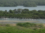 انڈس ڈیلٹا کا مزید 4 لاکھ ایکڑ سے زائد رقبہ ’محفوظ جنگلات‘ قرار