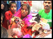 بھارت میں عشق میں گرفتار کتے اورکتیا کی شادی دھوم دھام سے  کردی گئی
