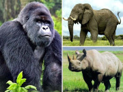 دنیا میں بڑے جنگلی جانوروں  کی آبادی کم ہو رہی ہےتحقیق