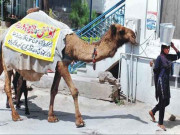 اونٹنیوں کا دودھ