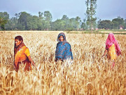 گندم کی پیداوار رواں سال بھی ہدف سے کم رہنے کا امکان