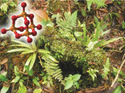 ریت میں  زندگی