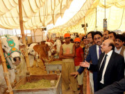 لائیو اسٹاک شعبے میں سرمایہ کاری کو فروغ دیں گے وزیر اعلیٰ سندھ