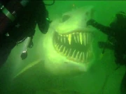 سمندر کی گہرائی میں انسانی آنکھ والی مخلوق نے خوف و ہراس پھیلا دیا