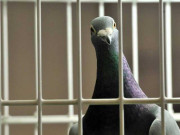 پاکستانی کبوترجو لوٹا تو ’غازی‘ وگرنہ ’شہید‘