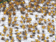 آسٹریلیا کے گاؤں میں مکڑیوں کی بارش