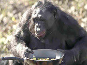 بن مانس کچے کھانے پرپکے ہوئے کھانے کو ترجیح دیتے ہیں