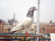 بھارت نے پاکستانی کبوتر باعزت بری کردیا