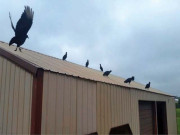 مردار خور گدھ  امریکی خاندان  کے دشمن بن گئے