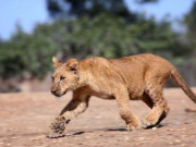 لاہور میں شیرنی کا 8 سالہ بچی پر حملہ، شیرنی اور اس کے مالکان گرفتار