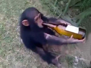 چمپینزی اور لنگور بھی شراب نوشی کے شوقین ہوتے ہیں تحقیق