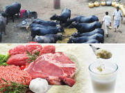 بھارت سے خشک دودھ کا سیلاب