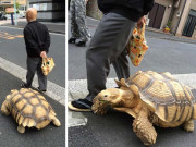 جاپان میں جوڑے نے کچھوے کو اولاد بنالیا