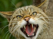 جرمنی میں بلی کے کاٹنے پر خاتون نے مالک کو ہی کاٹ ڈالا