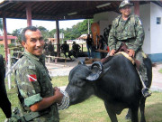 برازیلی جزیرہ جہاں پولیس سانڈوں پرپٹرولنگ کرتی ہے