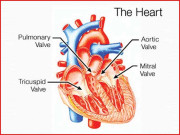 اب سرجری کے بغیرہی دل کا والو تبدیل کیا جا سکتا ہے