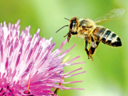 شہد کی مکھّیاں لگائیں گی اب منشیات کا سراغ